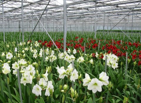 praca przy amarylisach