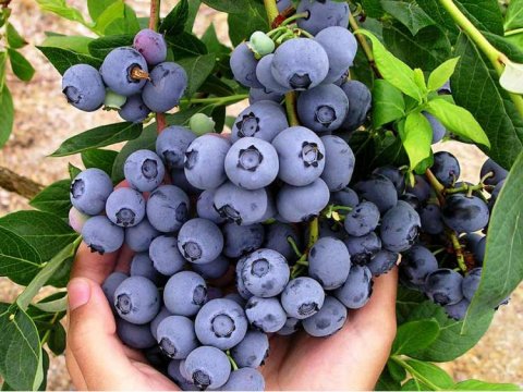 Pracownik sortowni warzyw i owoców- pary mile widziane