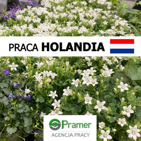 Pracownik szklarniowy przy kwiatach (Almere) - praca długotermionwa