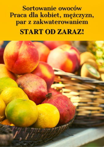 Praca na produkcji- sortowanie owoców